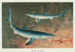 Blue Shark.