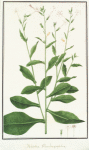 Nicotiae Plumbaginifoliae