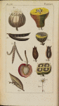 An introduction to botany...