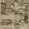 Squirrel, stoat, rat, dormouse, mole, mouse, bat, shrew mouse