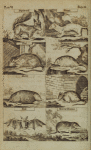 Squirrel, stoat, rat, dormouse, mole, mouse, bat, shrew mouse