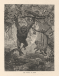 The gorilla at home