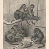 Group of macaques
