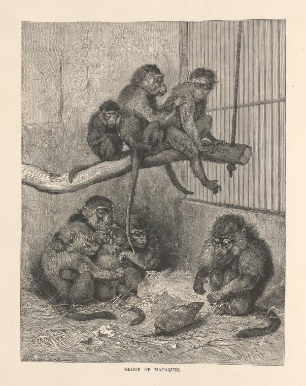 Group of macaques - NYPL Digital Collections