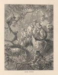 Bonnet Monkeys
