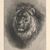The lion.