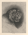 The tiger.