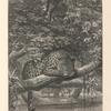 The jaguar on the watch.