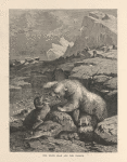 The white bear and the walrus