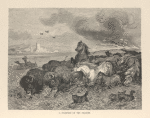 A stampede on the prairies.