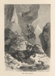 The dead chamois.