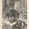 Elk attacked by wolves.