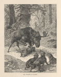 Elk attacked by wolves.