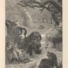 The wild boar at bay.