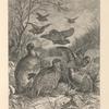 The partridge and the common quail.