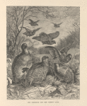 The partridge and the common quail.
