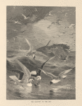 The harvest of the sea.