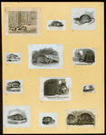 Rats, mice and cavies.