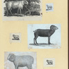Rams.
