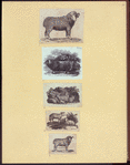 Sheep.