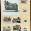 Sheep.