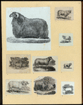 Sheep.