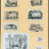 Sheep.