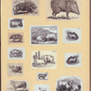 Boars, pigs, and sheep.