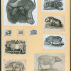 Bulls and pigs.