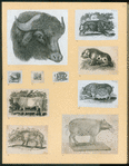Bulls and pigs.