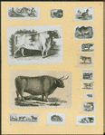 Bulls and kangaroos.