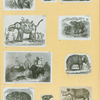 Elephants and rhinoceroses.