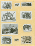 Elephants and rhinoceroses.