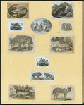 Hyenas, foxes, wolves, and lynxes.