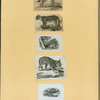 Wolves, lynxes, and panthers.