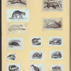 Anteaters, weasels, otters, raccoons, and badgers.