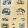 Anteaters, badgers, hyenas, leopards, opossums, raccoons, tigers, and weasels.