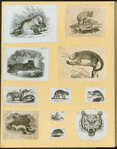 Anteaters, badgers, hyenas, leopards, opossums, raccoons, tigers, and weasels.