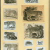 Leopards and tigers.