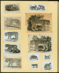 Leopards and tigers.