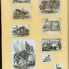 Deer and antelope.