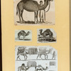Camels.