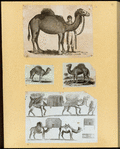 Camels.