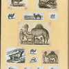 Camels and goats.