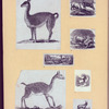 Goats and llamas.