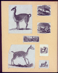 Goats and llamas.