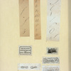 Engraved lettering examples, dingbats, and seals.