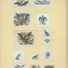 Eagles, doves, a vulture and a swan.