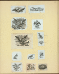 Eagles, doves, a vulture and a swan.