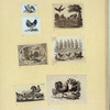 Eagles, ducks, chickens, and vultures.